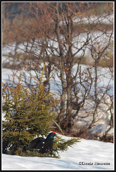 parade de tétras lyres